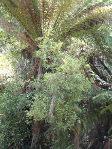 Tree fern  gullies