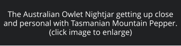 The Australian Owlet Nightjar getting up close and personal with Tasmanian Mountain Pepper. (click image to enlarge)
