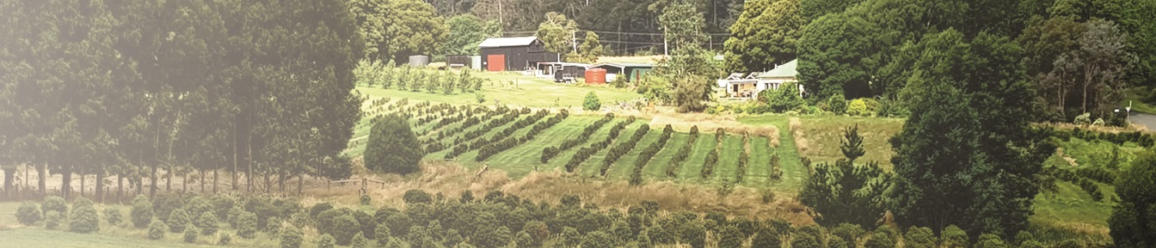 View over the pepperberry plantation