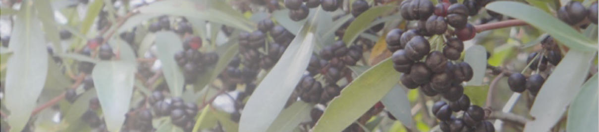 Clusters of Mountain Peppers