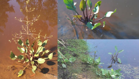 Damasonium minus growing in one of our farm dams