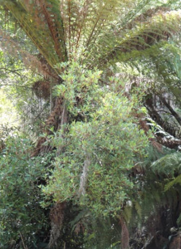 Tasmanian mountain pepper growing in the side of a Tree Fern
