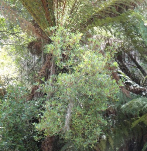 Tasmanian mountain pepper growing in the side of a Tree Fern