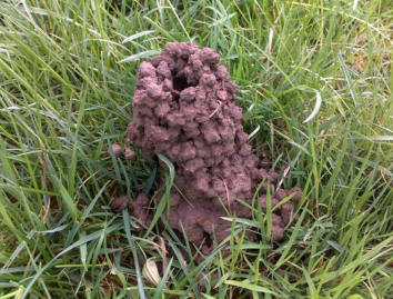The "chimneys" of the Mt Arthur burrowing crayfish