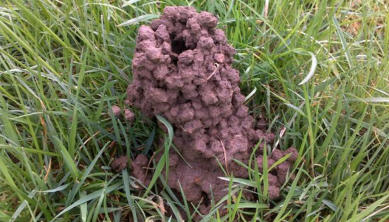 The "chimneys" of the Mt Arthur burrowing crayfish