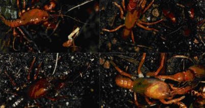 Mt Arthur burrowing crayfish