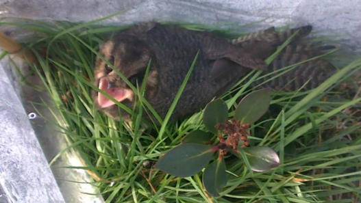 An Australian Owlet Nightjar which was stuck in our plant protectors