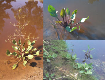 Starfruit plants (Damasonium minus) growing in one of our farm dams